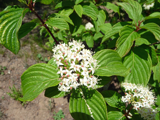 red osier dogwood (Cornus sericea)