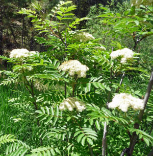 Mountain ash (Sorbus scopulina)