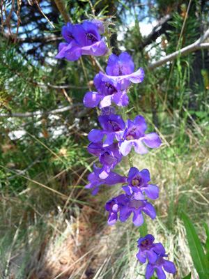 Dark blue penstemon (Penstemon cyanus)