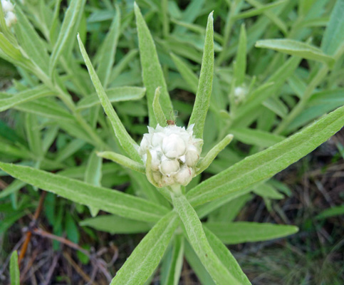  pearly everlasting (Anaphalis margaritacea)