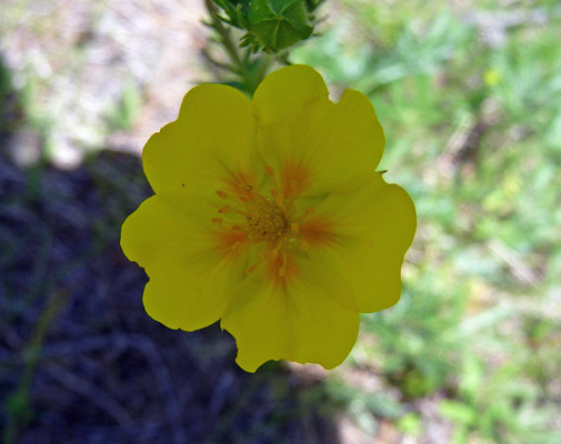 slender cinquifoil (Potentilla gracilis)