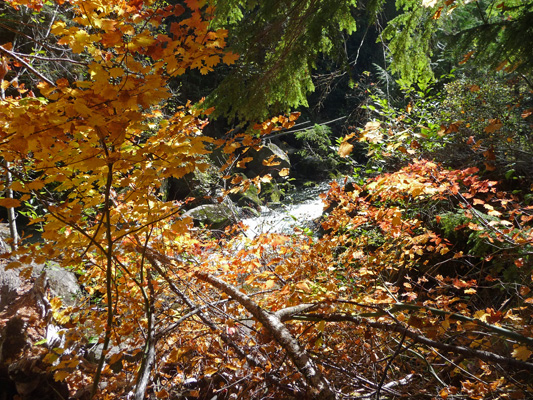 Fall color along North Umpqua River OR