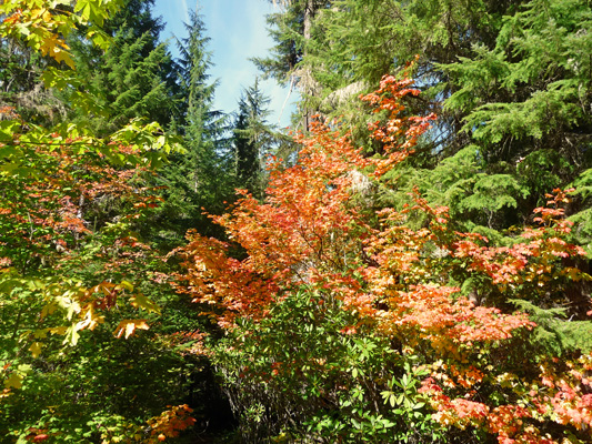 Fall color at Watson Falls Trailhead OR