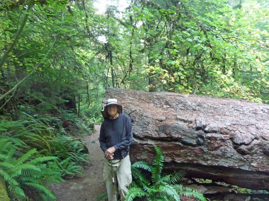 Walter Cooke with downed old growth Doug Fir Watson Falls OR