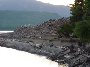 Swift Reservoir wood pile
