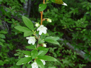 Fall blooming Rhododendron