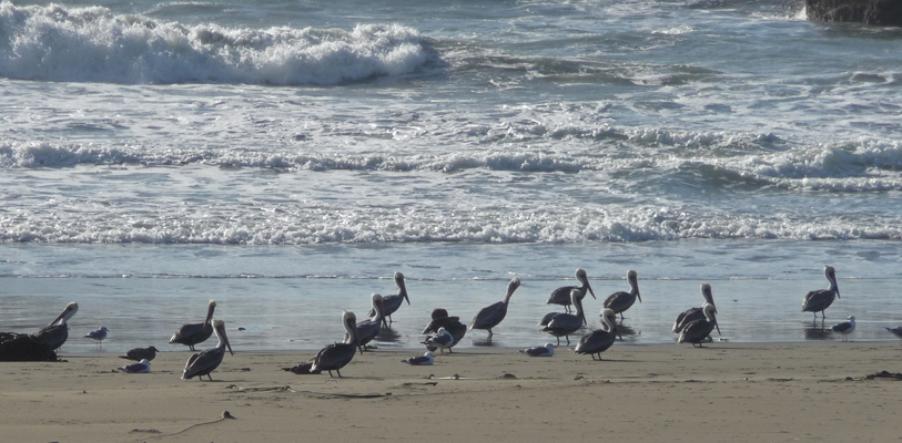 Pelicans Harris Beach OR