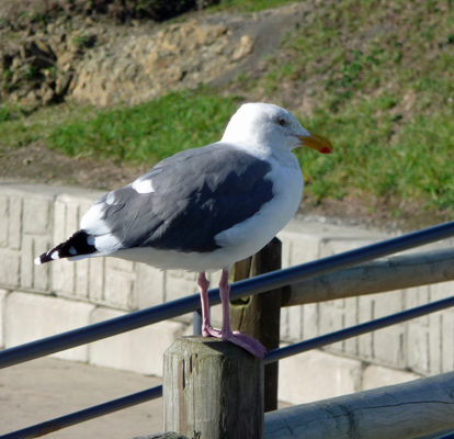 Sea Gull Harris Beach SP