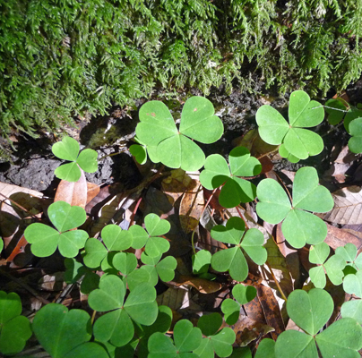 Redwood Sorrel (Oxalis oregana)