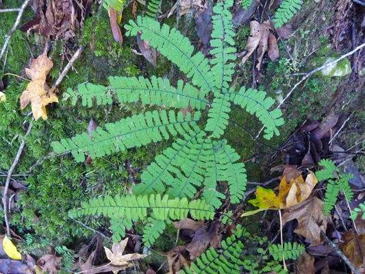 Maidenhair Fern