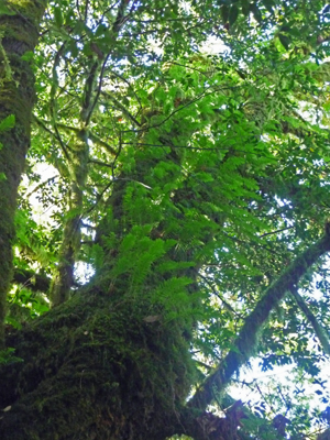 Licorice ferns on tree trunks