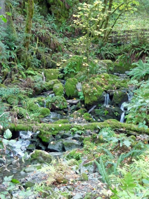 Redwood Nature Trail creek