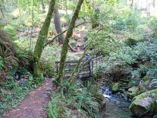 Bridge Redwood Nature Trail