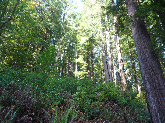 Redwood Nature Trail
