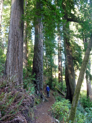 Redwood Nature Trail