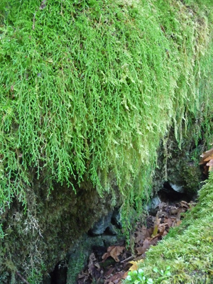 Moss on rocks 