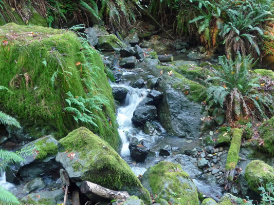Creek Redwood Nature Trail