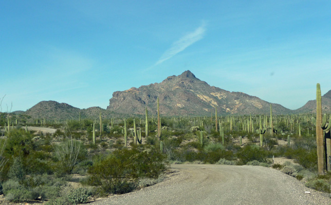 Pinkley Peak N Puerto Blanco Rd Organ Pipe NM