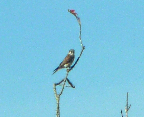 Grey Falcon Organ Pipe NM