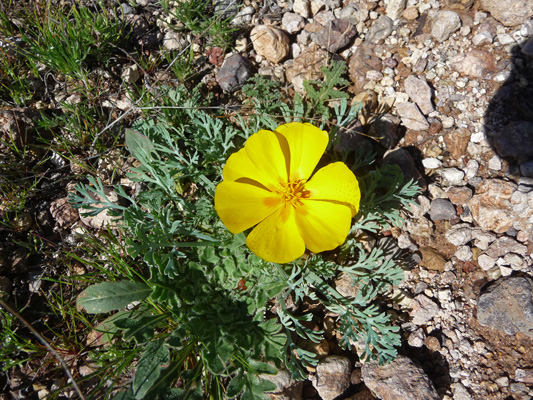 Mexican Poppy N Puerto Blanco Rd Organ Pipe NM