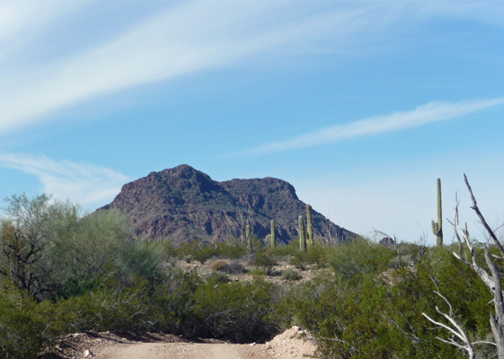 N Puerto Blanco Rd view Organ Pipe NM