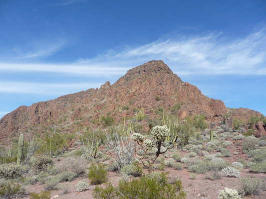 N Puerto Blanco Rd Organ Pipe NM