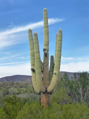 Saguaro Bonita Well Organ Pipe NM