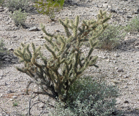 Buckhorn cholla Organ Pipe NM