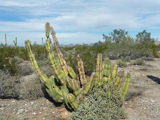 Senita Cactus Organ Pipe Cactus NM