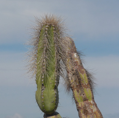 upper arm Senita Cactus Organ Pipe Cactus NM