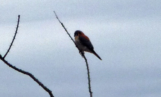 American Kestrel Organ Pipe Cactus NM