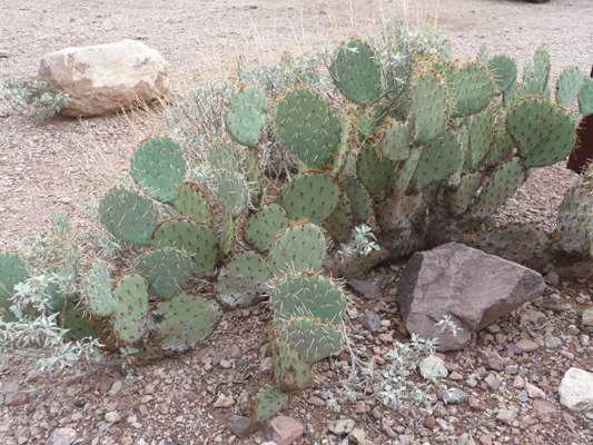  Englemann Prickley Pear Organ Pipe NM