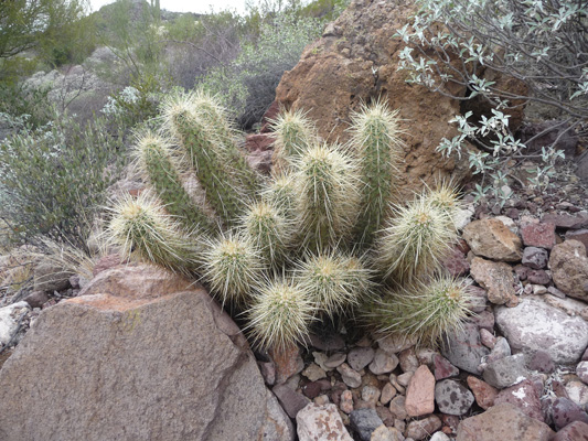 Englemann Hedgehog Cactus Organ Pipe NM