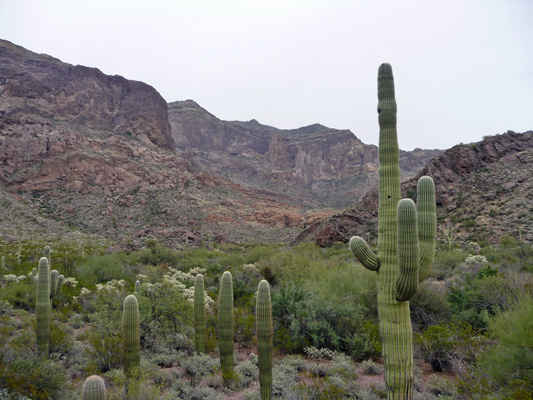 Estes Canyon Organ Pipe Nat'l Mon.