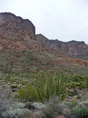 Estes Canyon Organ Pipe Nat'l Mon.