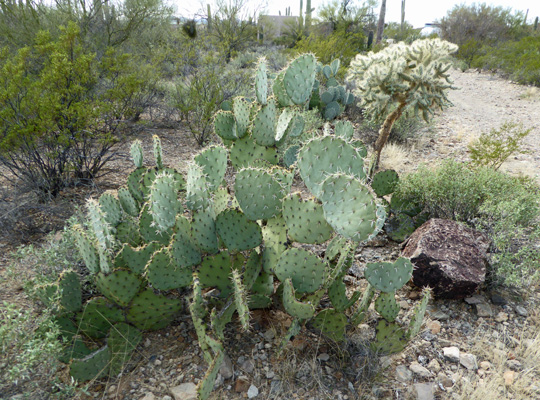 Prickly pear cactus