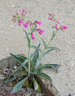 Parry Penstemon (Penstemon parryi)