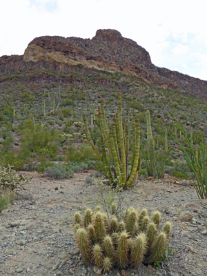 Engelmann Hedgehog Cactus