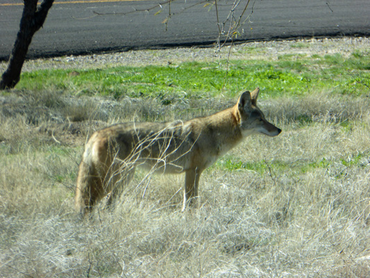 Coyote Catalina State Park