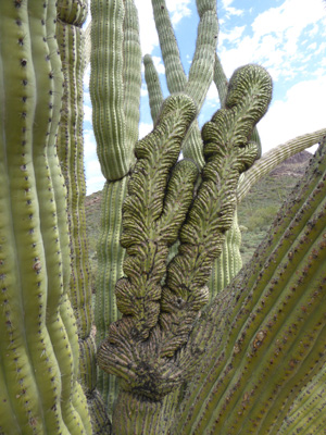 Organ Pipe Cactus with crest