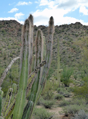 Sineta Cactus