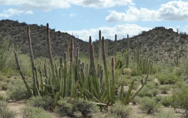 Sineta Cactus