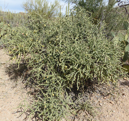 Arizona Pencil Cholla