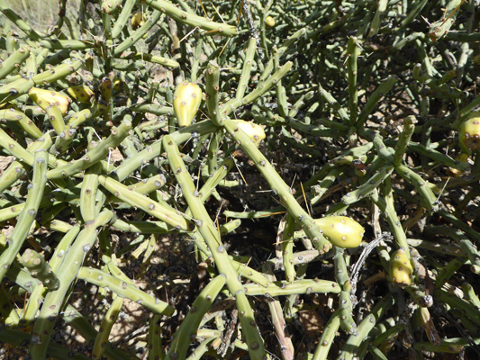 Arizona Pencil Cholla