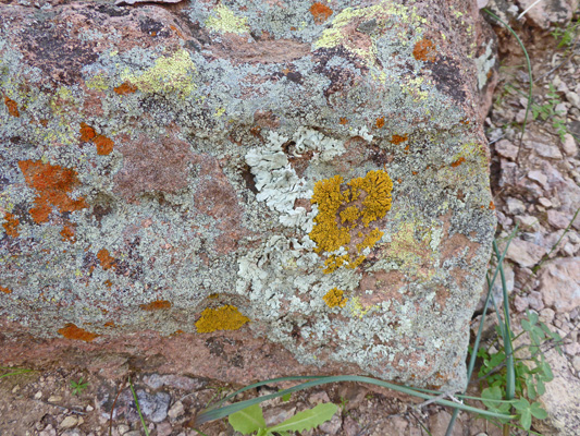 Lichens Arch Canyon