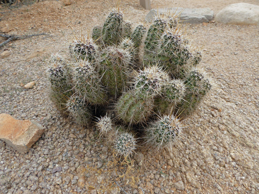 Engelmann Hedgehog Cactus