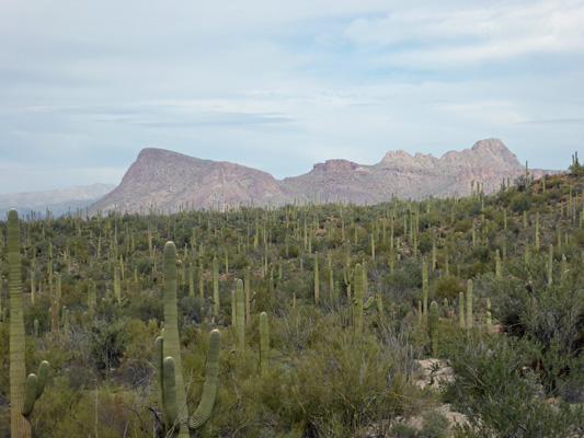 Wild Dog Trail view