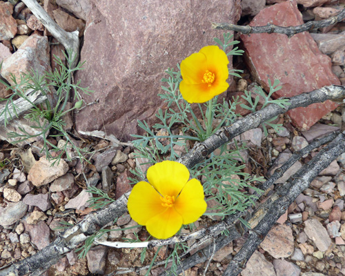 Mexican poppies