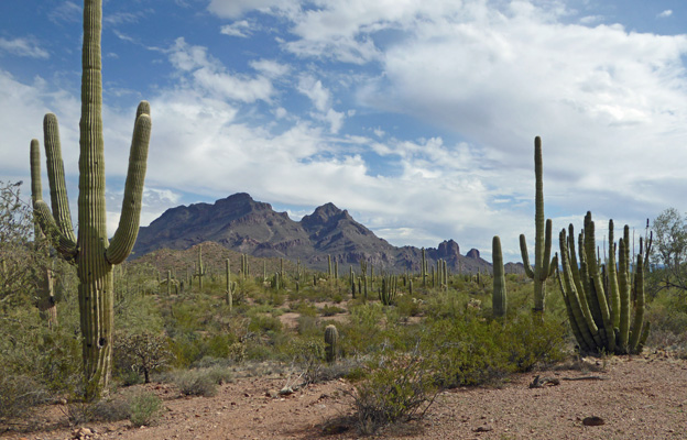 Diaz Peak and Spire Organ Pipe Cactus NM