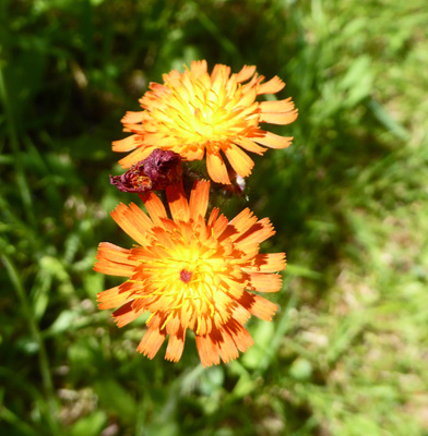 Orange Hawkweed (Hieracium aurantiacum)